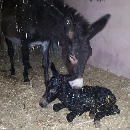 Duca Di San Martino Séjour à la ferme Partanna