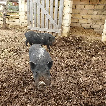 Duca Di San Martino *